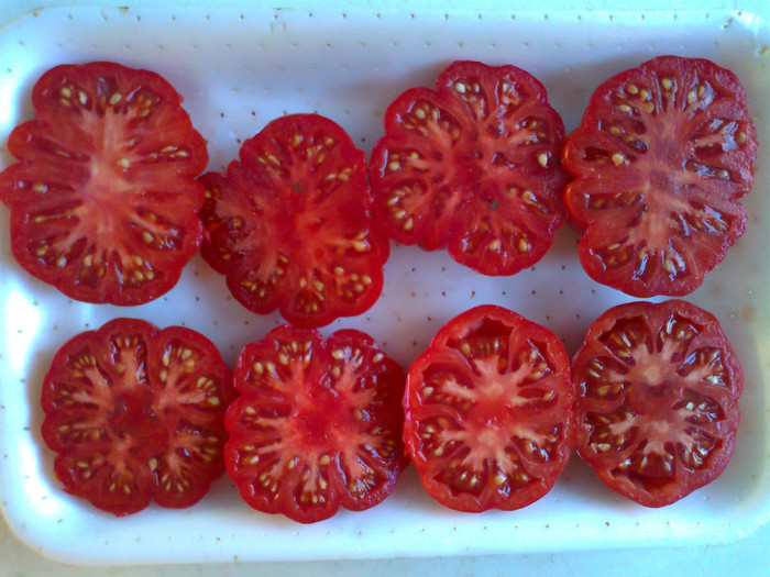 COSTOLUTO FIORENTINO; COSTOLUTO FIORENTINO
