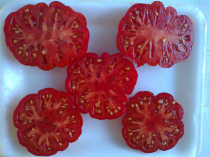 COSTOLUTO FIORENTINO; COSTOLUTO FIORENTINO
