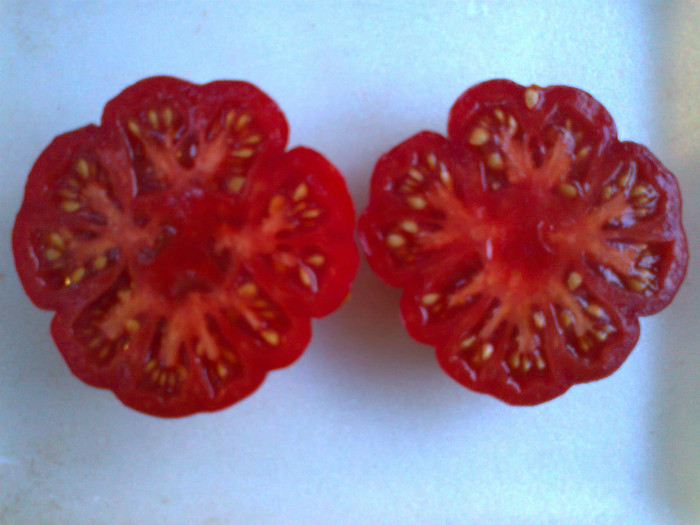 COSTOLUTO FIORENTINO; COSTOLUTO FIORENTINO
