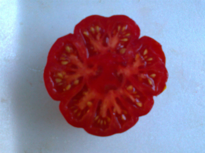 COSTOLUTO FIORENTINO; COSTOLUTO FIORENTINO

