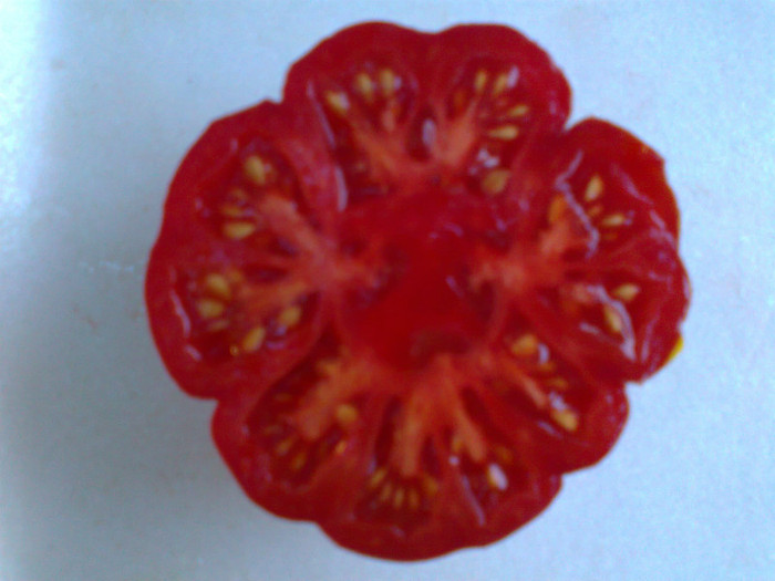 COSTOLUTO FIORENTINO; COSTOLUTO FIORENTINO
