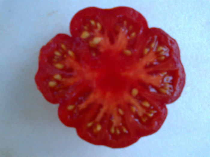 COSTOLUTO FIORENTINO; COSTOLUTO FIORENTINO
