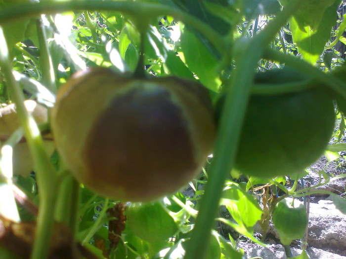 TOMATILLO PURPLE; TOMATILLO PURPLE
