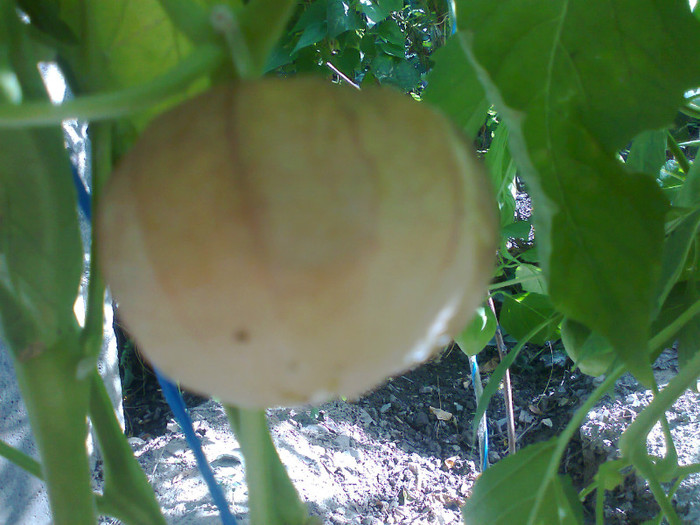 TOMATILLO PURPLE; TOMATILLO PURPLE
