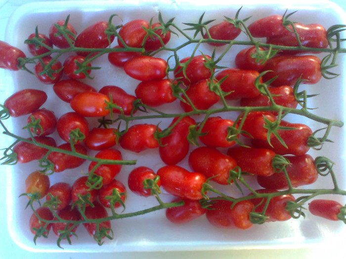 SAN MARZANO; SAN MARZANO
