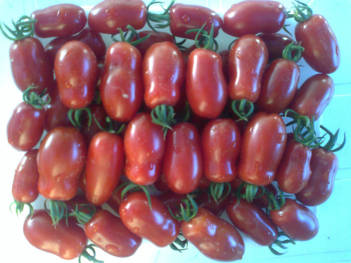 SAN MARZANO; SAN MARZANO
