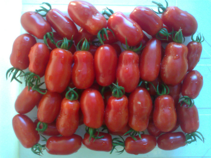 SAN MARZANO; SAN MARZANO
