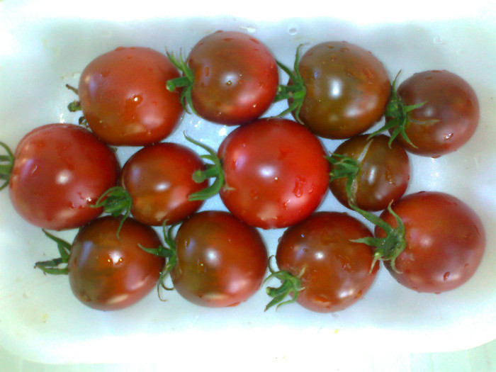 BLACK KUMATO; BLACK KUMATO
