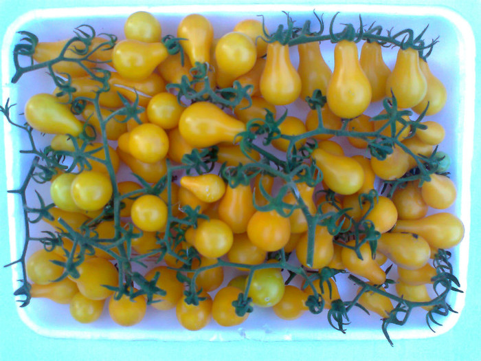 YELLOW PEAR; YELLOW PEAR
