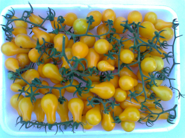 YELLOW PEAR; YELLOW PEAR
