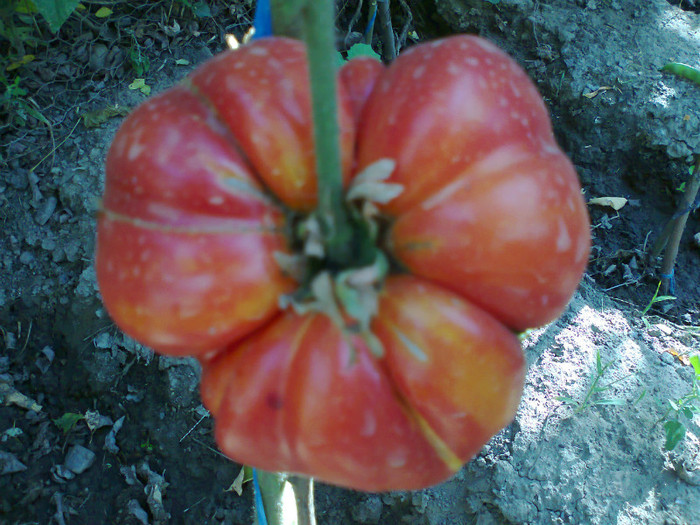 BEEFSTEAK-HAWAIIAN PINEAPLE; BEEFSTEAK-HAWAIIAN PINEAPLE
