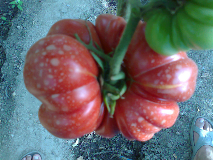 COSTOLUTO FIORENTINO - 04- TOMATE-ROSII-SOIURI PURE ORGANICE VECHI ROMANESTI SI HEIRLOOM ALBUM 4