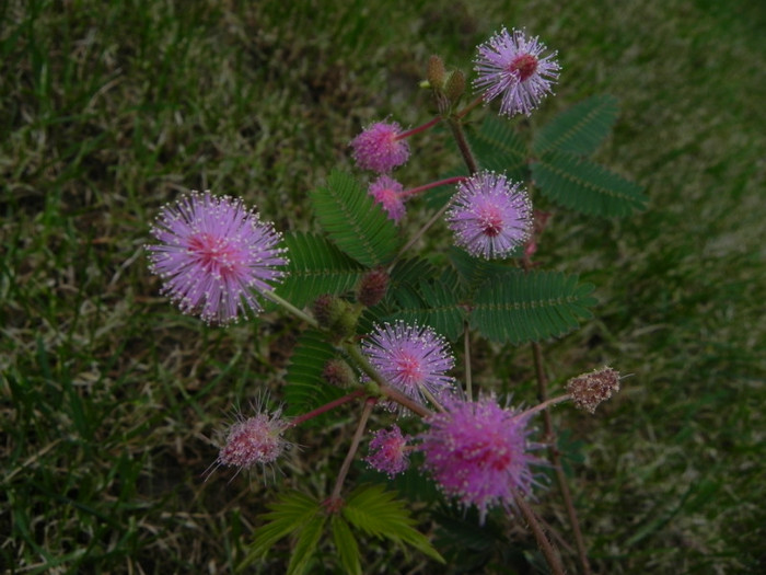  - Mimosa pudica