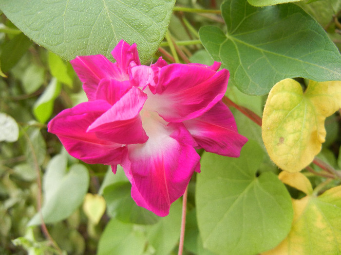 Double Pink Morning Glory (2012, Sep.18)