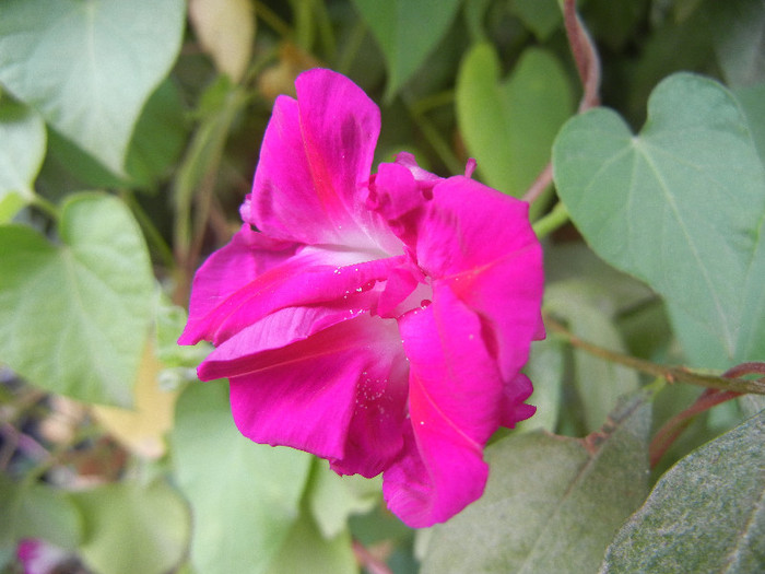 Double Pink Morning Glory (2012, Sep.18) - Double Pink Ipomoea Nil