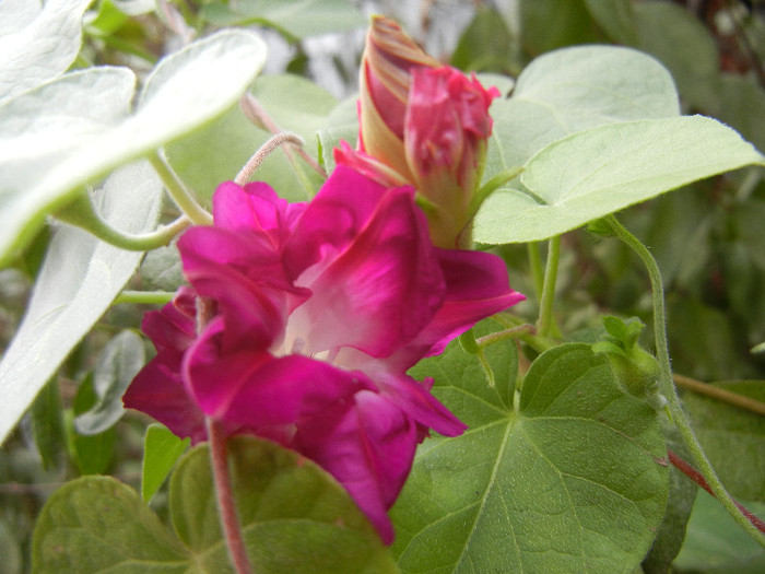 Double Pink Morning Glory (2012, Sep.18)