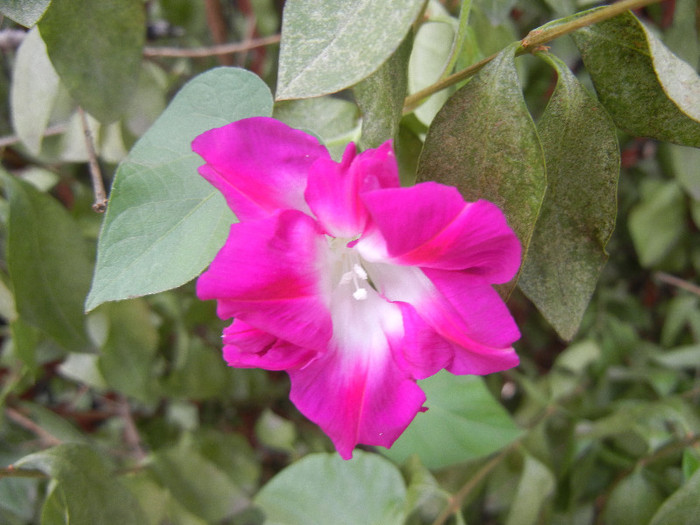 Double Pink Morning Glory (2012, Sep.18)