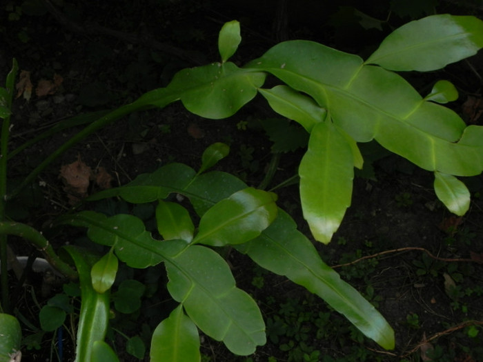 oxypetalum frunze