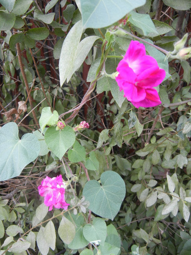 Double Pink Morning Glory (2012, Sep.19) - Double Pink Ipomoea Nil