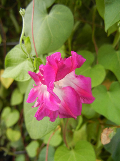 Double Pink Morning Glory (2012, Sep.19) - Double Pink Ipomoea Nil