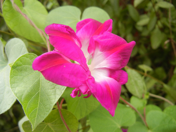 Double Pink Morning Glory (2012, Sep.19) - Double Pink Ipomoea Nil