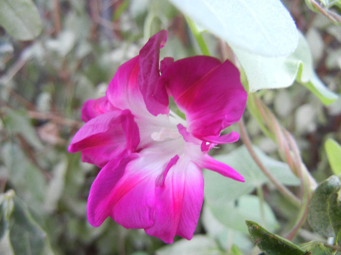 Double Pink Morning Glory (2012, Sep.19) - Double Pink Ipomoea Nil