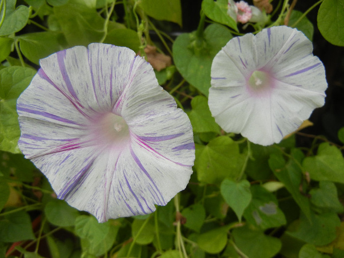 Carnevale di Venezia (2012, Sep.18)
