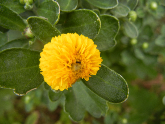 Yellow Chrysanthemum (2012, Sep.16)