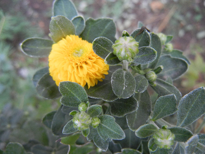 Yellow Chrysanthemum (2012, Sep.16) - Yellow Chrysanthemum