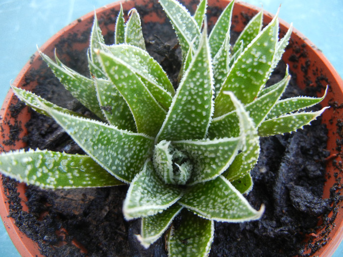 Haworthia Nora (2012, Sep.01) - Haworthia Nora