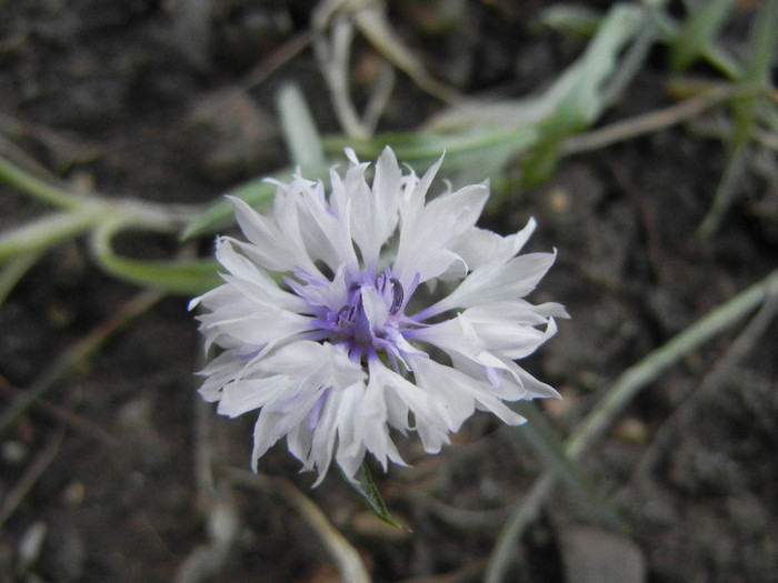 Centaurea cyanus (2012, September 17) - CENTAUREA Cyanus_Cornflower