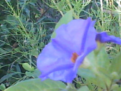  - Solanum Rantonnetii