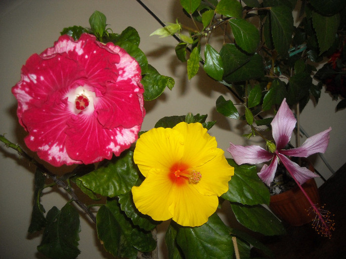 Hibiscus grup - Hibiscus 2012-3