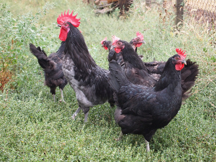 P9166790; blue Shumen with black hens
