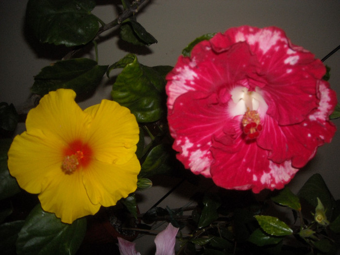 Hibiscus Kim   Rebels Rouser
