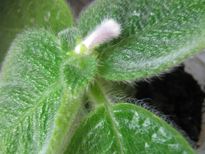  - episcia Blue Heaven Fimbriata