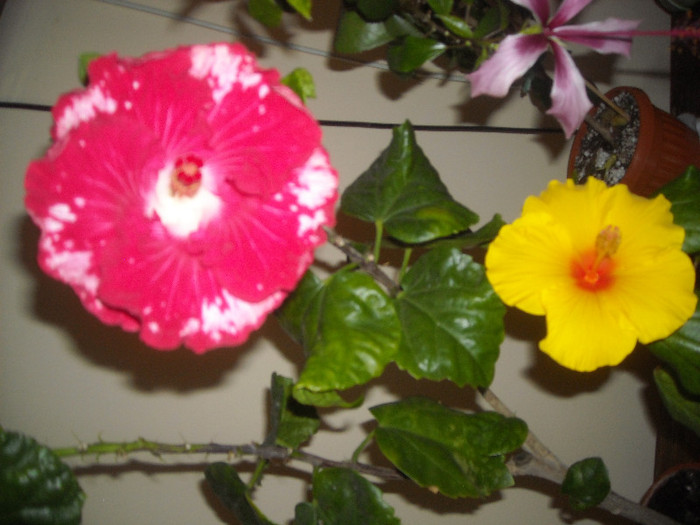 Hibiscus Rebels Rouser   Kim