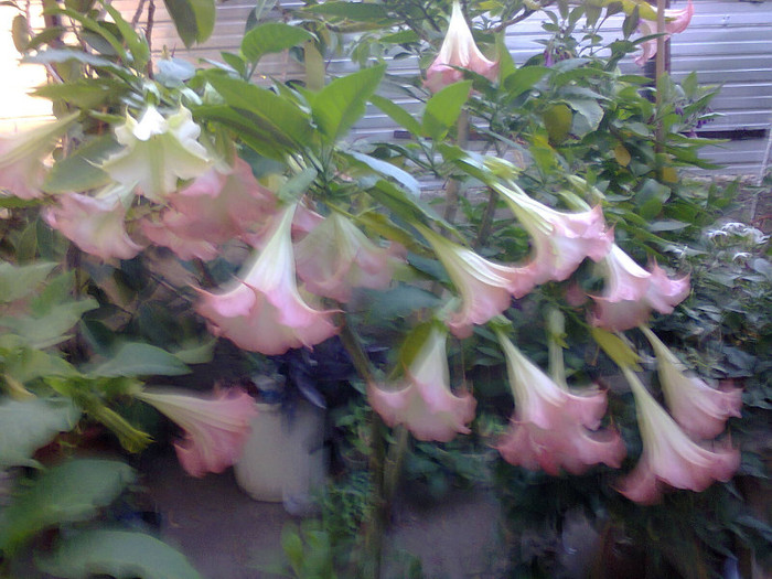 Fotografie0345 - brugmansii si daturi 2012-1