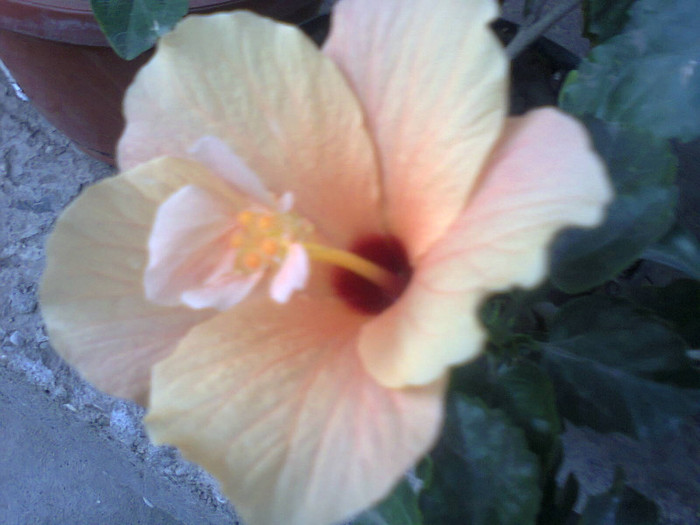 Fotografie0227 - hibiscusi-2012-1