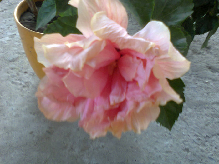 Fotografie0280 - hibiscusi-2012-1