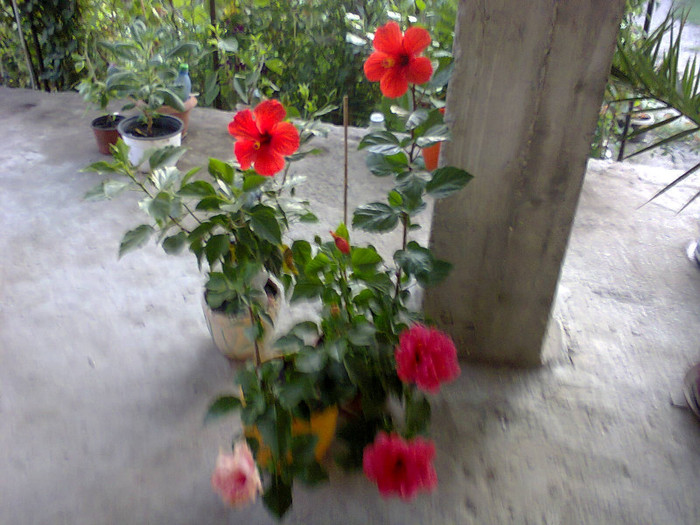 3 (2) - hibiscusi-2012-1