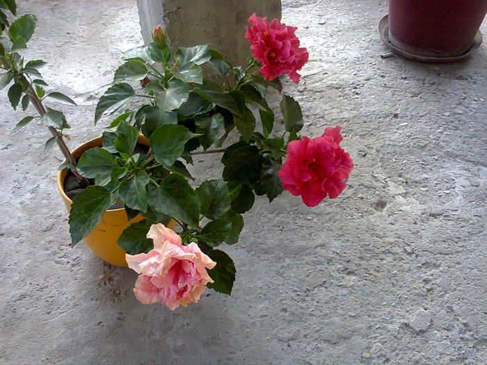 3 (1) - hibiscusi-2012-1