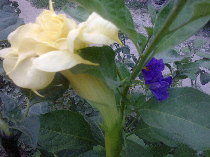 Fotografie0027 - hibiscusi-2012-1