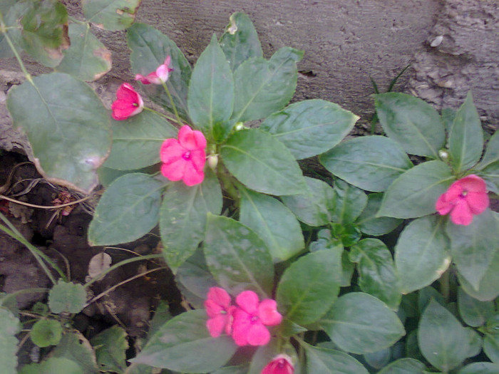 Fotografie0096 - talmes-balmes 2012