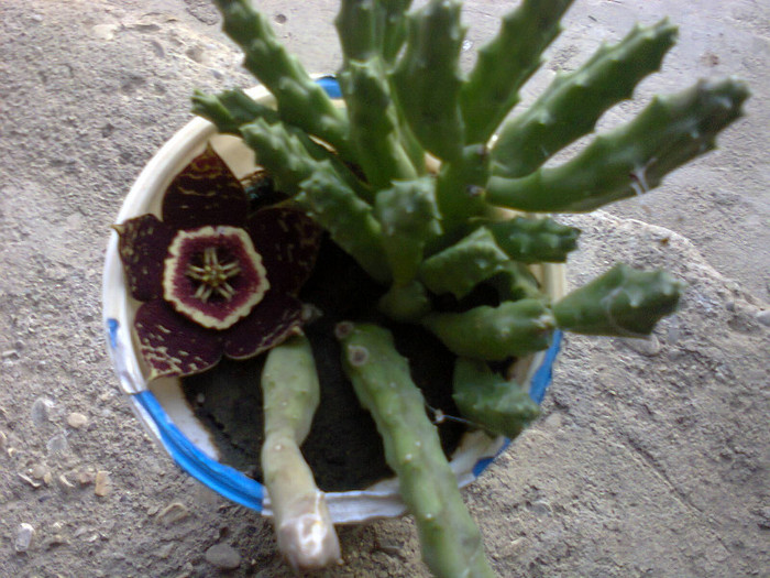 Fotografie0274 - cactusi si suculente