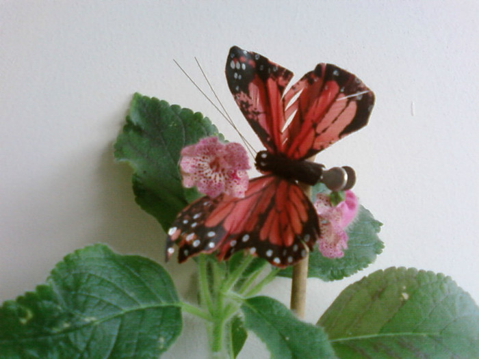 Lisa - Kohleria