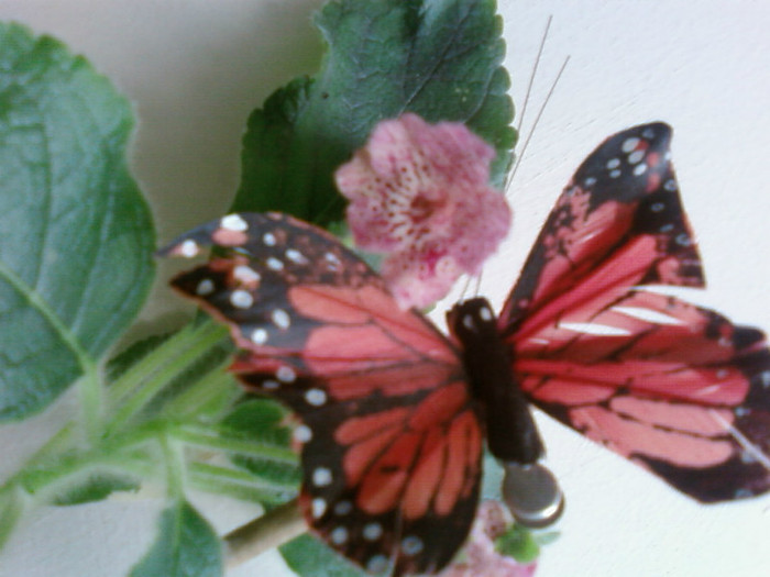 Lisa - Kohleria