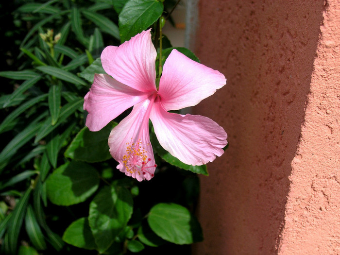 Hibiscus_Dainty_Pink_(1)[3] - dainty pink
