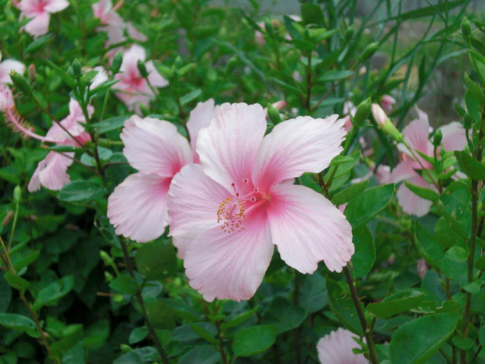 Hibiscus_Dainty_Pink_(4)[1] - dainty pink