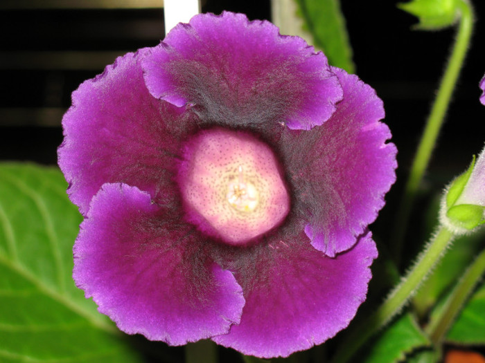 Lila sau Violacea - o culoare superba